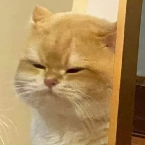 Avatar người đăng